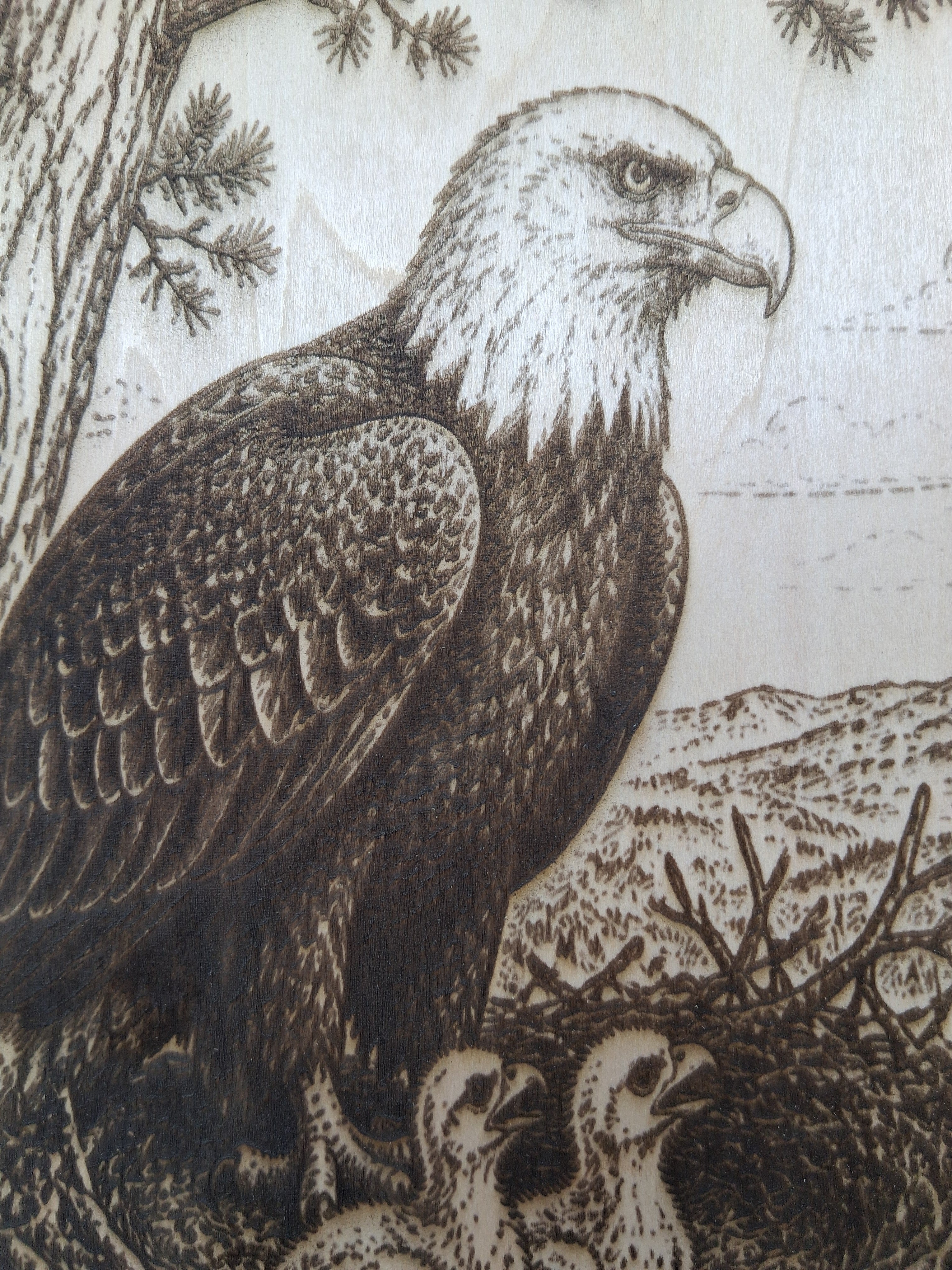 Eagle Watching Over the Nest